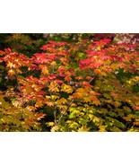 Acer circinatum (vine maple) 20 - 32 inch tall branched potted tree - $39.55