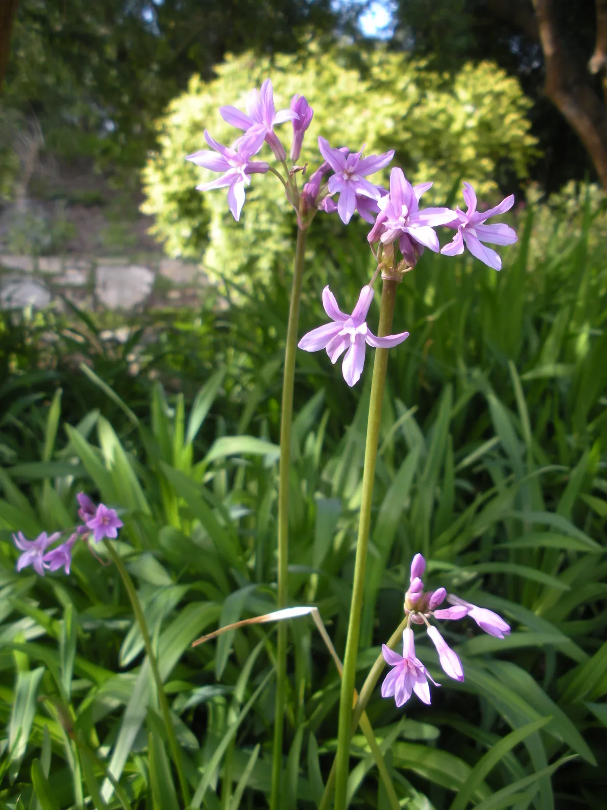 Garlic, Society Garlic, Perennial Flower, Edible, 15 Seeds - $9.50