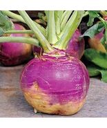 Heirloom Organic American Purple Top Rutabaga - $4.95