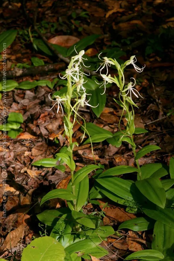 Habenaria unalascensis BOG ORCHID Seeds - £9.71 GBP