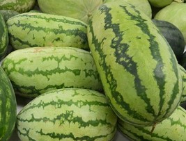 15 Ct Watermelon Jubilee 25-40 lbs NON-GMO Fruit Seeds - £14.57 GBP