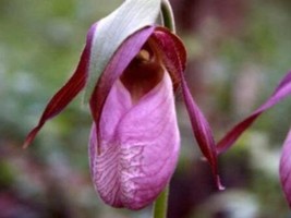 100 Seeds Pink Lady&#39;S Slipper Moccasin Flower (Cypripedium Acaule) Orchid Seeds  - £9.67 GBP