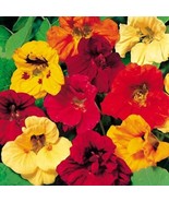 Jewel Mix Nasturtium Gourmet Mix Gourmet Salad Edible Flower Fresh Garde... - $312.65 MXN