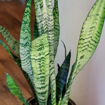 AWS Snake Plant Clean Air Purifier, (2 Live 8-12&quot;) Mother-in-law Tongue Sansevie - £25.37 GBP