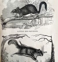 Flying And Red Squirrels Victorian 1856 Animals Art Plate Print Nature D... - $39.99