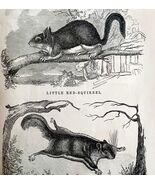 Flying And Red Squirrels Victorian 1856 Animals Art Plate Print Nature D... - $39.99