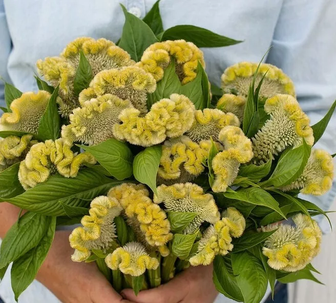 30 Seeds Celosia Cramers&#39; Lemon-Lime - $9.98