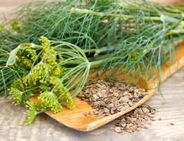 Grow In US Dill Bouquet 200+ Seeds Pickling Spice Non-Gmo Heirloom Organic  Sell - £6.31 GBP