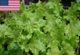 2000 Blackseeded Simpson Lettuce Seeds Fresh Seeds USA - £13.34 GBP