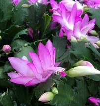 4&quot; Pot Cactus Pink Christmas Live Plant Zygocactus House Plant Best Gift Yard - £34.90 GBP