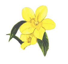 Vinyl Decal for Window Home or Wall - South Carolina State Flower Yellow Jasmine - £5.55 GBP+