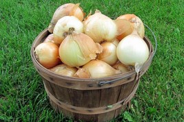 Onion Seeds - Walla Walla (OR) - Outdoor Living - Vegetable Seeds - Free Shippng - £29.02 GBP