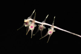 Lepanthopsis Acuminata Miniature Orchid Mounted - £29.10 GBP