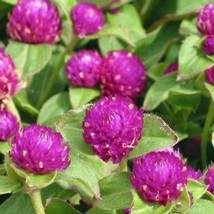 Gomphrena Buddy Purple, 25 Seeds R - £12.77 GBP