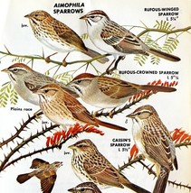 Aimophila Sparrows Varieties And Types 1966 Color Bird Art Print Nature ... - $19.99