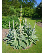 100 Bulk Mullein Ornamental Plant Flowering Medicinal Herb Seeds - $22.85