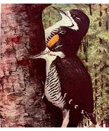 Arctic Three Toed Woodpecker 1936 Bird Art Lithograph Color Plate Print ... - €21,33 EUR
