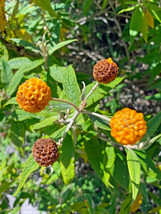 Buddleja Orange Ball Tree 20 Seeds 100 Seed/Pack - $353.64 MXN