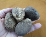 tn-16) 4 large natural Tagua Nut whole nuts for craft Carving Dried plai... - $23.36