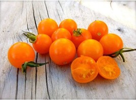 PM Sungold Select Tomato Seeds (25+ Seed Package) - £3.74 GBP