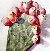Cactus Fruit Still Life 1920 Color Plate Print Luther Burbank School DWT12D - £23.97 GBP