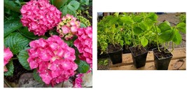 Live Plant - Glowing Embers Pink Mophead Hydrangea - Quart Pot - £36.75 GBP