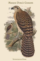 Erythrotriochis Doriae - Marquis Doria&#39;s Goshawk by John Gould - Art Print - £17.29 GBP+