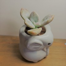 Elephant Pot with Succulent, Live Plant in Grey Ceramic Planter 2" image 6