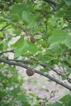 100 Seeds American Sycamore Or Platanus Occidentalis - £7.85 GBP