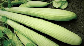 110 Cucumber Armenian Green Heirloom Vegetable Seeds - £16.10 GBP