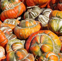 Grow In US 12 Seeds Gourd Turk’S Turban Heirloom Huge Decorative Edible  - £8.93 GBP