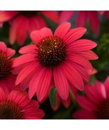 50 Baja Burgundy Coneflower Seeds Flower Perennial Bloom Flowers Seeds F... - $9.98