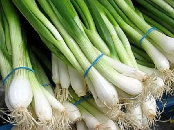 Fresh Onion Tokyo Long White Seeds 200+ Bunching Scallion Vegetable Usa - £5.81 GBP