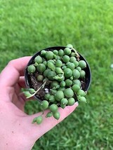 String of Pearls, Beads, peas Senecio rowleyanus Curio Rosary Plant in 2 inch Po - $13.09