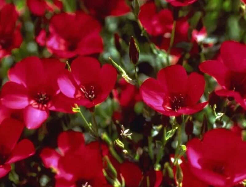 Beautiful Scarlet Flax Seeds 200 Seeds  Fast Shipping - $7.99
