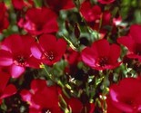 Beautiful Scarlet Flax Seeds 200 Seeds  Fast Shipping - $7.99