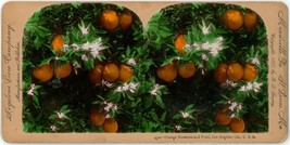 c1890&#39;s Hand Colored Stereoview Card Orange Blossoms and Fruit, Los Angeles, CA - £7.57 GBP