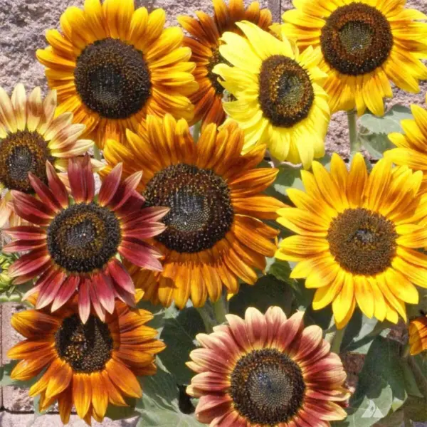 Fresh 100+ Sunflower Seeds Mix - Crazy Mix - 15+ Varieties Easy And Fun To Grow  - £23.16 GBP