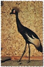 Postcard Bird African Crown Cranes Ontario Zoological Park Wasaga Beach Ontario - £2.82 GBP
