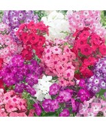 100+ Dwarf Mix Phlox Seeds – Colorful Ground Cover Flower Blend - €14,19 EUR