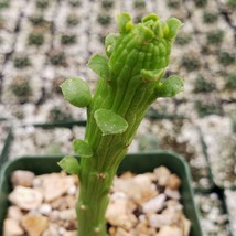 Cacti Monadenium ellenbeckii cactus Succulent real live plant - £31.47 GBP