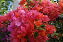 Rosenka Bougainvillea Small Well Rooted Starter Plant Fast Shipping - $33.99