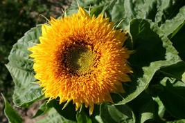 10 Sunflower - Dwarf Sungold Teddy Bear - Premium flower seed - Beautifu... - £2.83 GBP