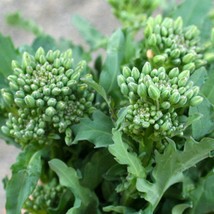 Broccoli Raab Seeds 600+ Spring Rapini Vegetable - $8.98