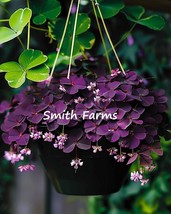 SL 25+ Seeds Oxalis Triangularis Flower Plant (Purple Shamrock) - $4.50