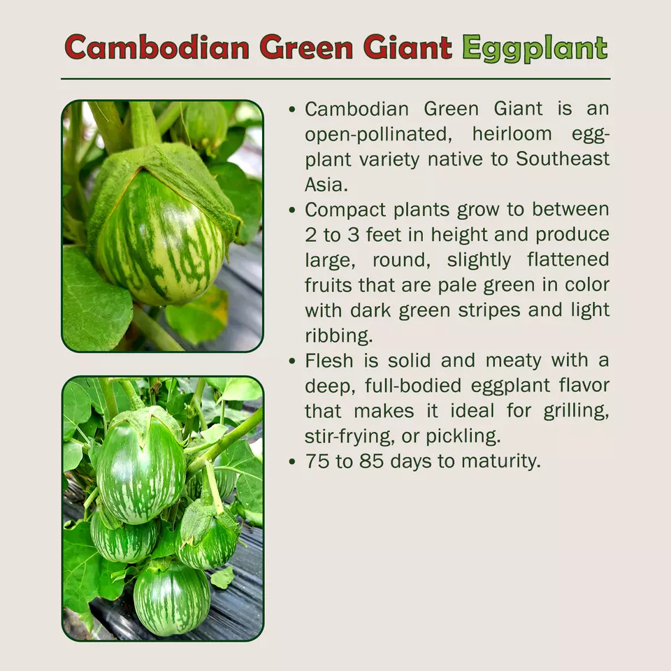 20 Cambodian Green Giant Eggplant Seeds - $9.20