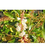 30 Sherri Sue Sweet Pepperbush Seeds Clethra Alnifolia Sherry Sue Fresh ... - $251.67 MXN
