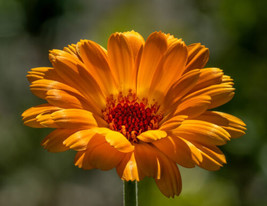 500 Pot Marigold Seeds (Calendula Officinalis)    From US - £11.04 GBP