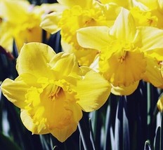 5 Or 10 Daffodills Dutch Master | Holland Bulbs | Flowers Yellow Free Shipping - £7.90 GBP+