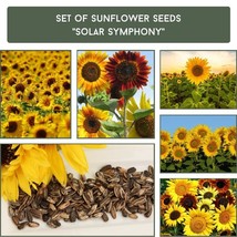 Grow Your Own &#39;Solar Symphony&#39; Sunflowers - Easy Plant Seeds Set, Ideal for Crea - £7.07 GBP